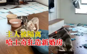 主人被隔离哈士奇狂造新婚房，主人：才住1个月，没想它会开门