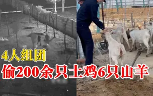 4人组团偷200余只土鸡6只山羊，警方1天内破案挽损15000元