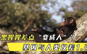 差点变成人科学家发现基因突变黑猩猩，与人类仅差1.2%