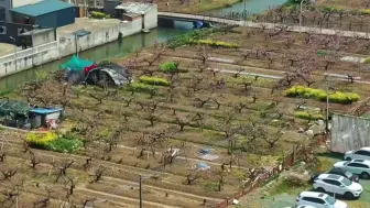 停车免费！不要门票！新场十里桃园等你来赏花#花开浦东 【编导：周雪涛】