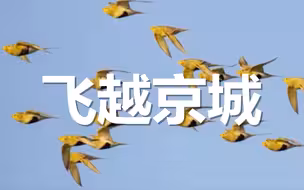 千羽竞飞！数群毛腿沙鸡飞越京城