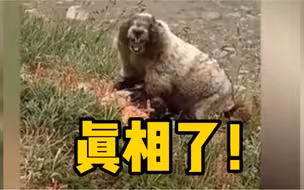 美国一徒步旅行者拍到土拨鼠尖叫瞬间！观观被吓坏了！