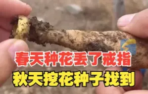 女子春天种花时丢失金戒指 秋天挖花种子一铲挖到：很幸运！