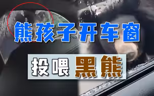 违反园区规则，熊孩子开车窗投喂黑熊，危险面前家长无动于衷