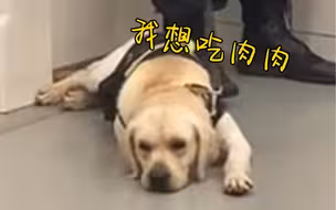 当警犬在工作时间发现一大袋肉肉...网友：假装不在意，身体却很诚实~