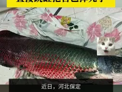 体长1米6的巨骨舌鱼，直接跳缸把自己摔死了
