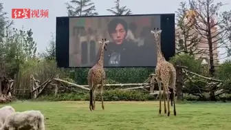 长颈鹿爱上看电视 凭借过人身高抢占C位