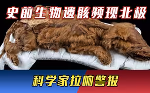 史前生物遗骸频现北极，地球潘多拉魔盒打开了？科学家拉响警报
