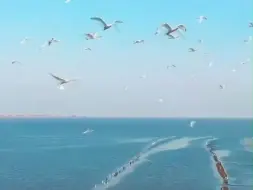 生态湿地候鸟翩跹绘就深冬别样风景