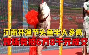 河南南湾湖开渔节头鱼半人多高，男子现场竞拍6万8千元成交
