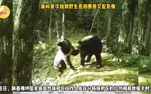 秦岭首次拍到野生亚洲黑熊交配影像