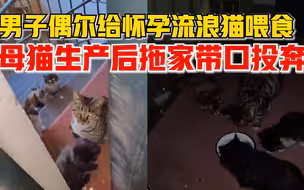男子偶尔给怀孕流浪猫喂食，母猫生产后拖家带口投奔