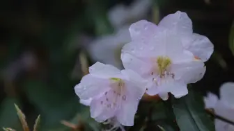 夏日的龙泉——龙泉山上杜鹃花开