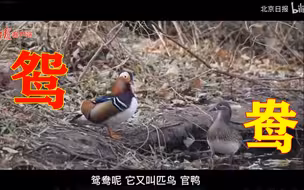 北京的野鸳鸯为什么越来越多？终于找到答案了！