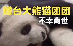 11月19日，赠台大熊猫团团再度癫痫发作，不幸离世