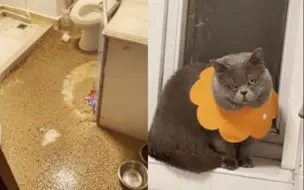 嫌弃低端猫粮不好吃 猫咪掀翻整袋猫粮抗议 主人：已换成最好猫粮