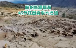 航拍新疆福海43万牲畜夏季大迁徙：转场队伍浩浩荡荡连绵数十公里