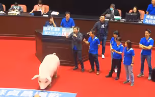 民进党无视民意强推美猪进口，专家：为抱美国大腿，推进“台独”