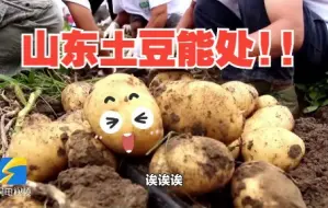 好品山东｜大型battle现场！山东自主培育的土豆和洋品种“正面刚”