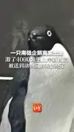 一只南极企鹅离家出走，游了4000公里上岸新西兰，被送到动物园的表情亮了