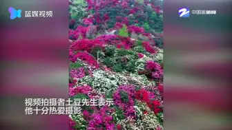 航拍贵州毕节百里杜鹃花开成海！被誉为“世界上最大的天然花园”