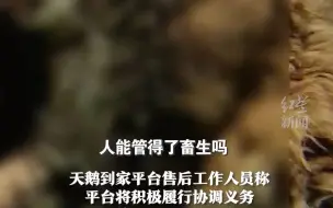 家政阿姨没关窗，价值23万缅因猫坠楼死亡，阿姨该负什么责任？