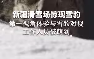 新疆滑雪场惊现雪豹，第一视角体验与雪豹对视，工作人员被萌到
