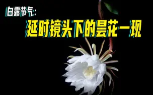 白露节气：延时镜头下的昙花一现
