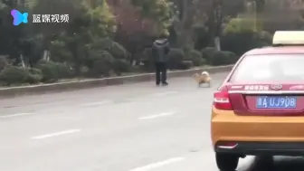 狗狗狂吠奔跑阻拦大爷横穿马路 主人：它不让人横穿马路，乖得很