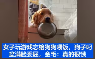 女子玩游戏忘给狗狗喂饭，狗子叼盆满脸委屈，金毛：真的很饿