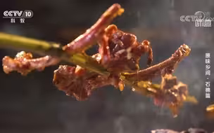 竹片羊肉串，除了美味更有人情味！