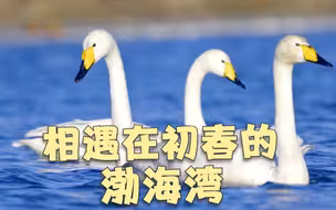 山水中国·春｜相遇在初春的渤海湾