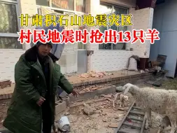 震区村民废墟中救出13只羊：等情况好转，还要再养几只羊