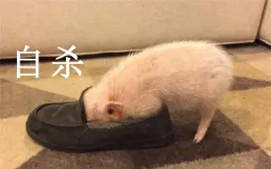 土猪到了危险的时候