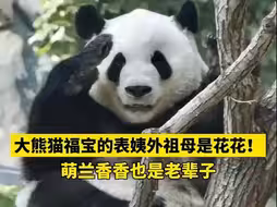 花花辈分这么高！福宝要叫花花表姨外祖母😂