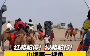 红骆驼停！绿骆驼行！第一视角带你感受敦煌骆驼“过马路”