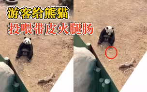 游客给熊猫投喂带皮火腿肠，动物园：没吃，及时发现拿出来了