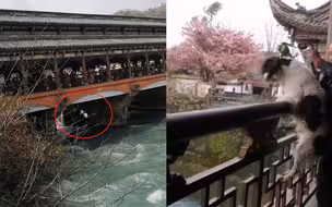 男子景点桥上训练狗狗跳河！ 众人心疼劝阻 男子毫不理会
