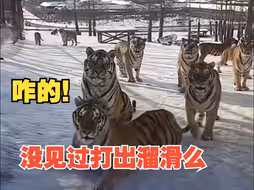冰上打出溜滑 抱团取暖 看东北“金渐层”过冬日常