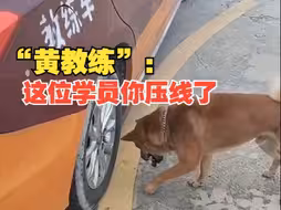 狗狗陪主人驾校训练场上班，学员练“科目二”，“黄教练”：学员你压线了！