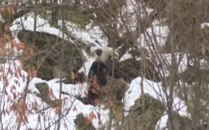 游客赏雪偶遇野生大熊猫 端坐雪地上吃竹子