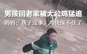 男孩回老家被大公鸡猛追，妈妈：孩子没事，鸡快保不住了