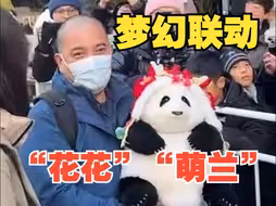 梦幻联动！谭爷爷带着“花花”去看“萌兰”