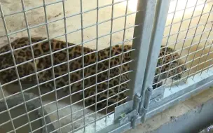 第二只金钱豹的情况