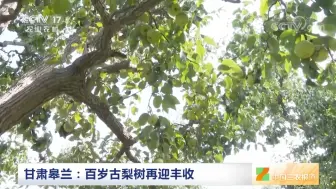 中央媒体看甘肃｜甘肃兰州皋兰：百岁古梨树再迎丰收