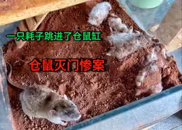 仓鼠灭门惨案，凶手居然是一只大耗子