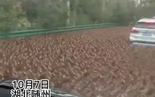汽车被鸭群团团围住 司机进退两难哭笑不得