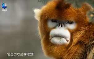猴界单身汉也要抱团取暖