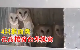 可可爱爱！4只猴面鹰在高楼窗台筑窝