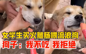 女大学生买火腿肠喂流浪狗被拒：吃！快点张嘴吃